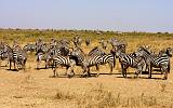 TANZANIA - Serengeti National Park - Zebre - 3